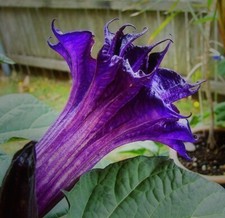Datura Stechapfel Engelstrompete - PURPLE - LILA gefüllt
