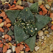 Kakteen – Kaktus –