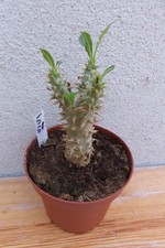 Pachypodium densiflorum 5 1.8