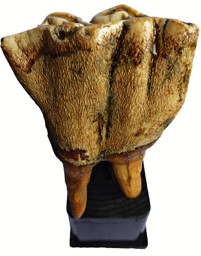 Großer fossiler backenzahn - backenzahn, /8