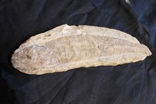 Versteinerung fossilien fisch - versteinerung,