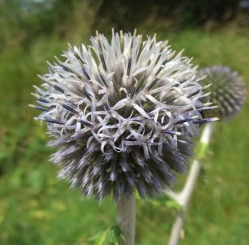 Kugeldistel star frost - star,
