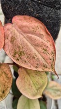 Rare Micans Pink Variegated