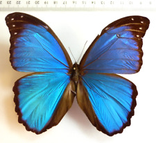 ENTOMOLOGIE, SCHMETTERLING: MORPHO MENELAUS OCCIDENTALIS ♂ EQUADOR !RARE!