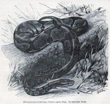 Königspythonschlange, Python regius