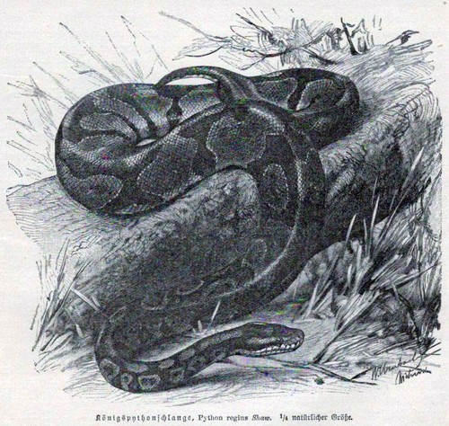 Königspythonschlange python - königspythonschlange,,