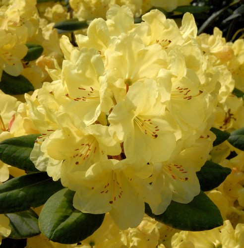 Großblumige rhododendron - großblumige,