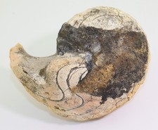 Nautilus cosmonautilus - nautilus,,