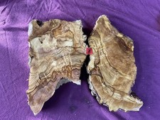 Olivenholz - Stamm -