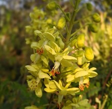 SAMEN Blumen PARADIES-VOGEL-BUSCH Seeds frisches Saatgut  Aussaat Wintergarten