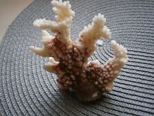 Kleine weiße Koralle Korallenbaum  natürlich  170 g
