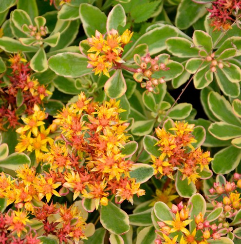 Fetthenne variegatum sedum - fetthenne,