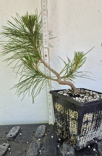 Pinus sylvestris prebonsai - pinus,