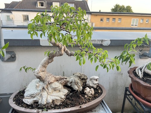Bonsai ficus benjamin auf - ficus,