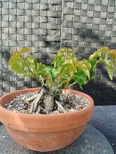 Bonsai bougainvillea shohin - bougainvillea,