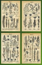 Gräser Ährchen Ruchgras Hundszahn Hafer Salzschwadengras Windhalm 100J alt BBB