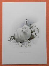 Schneehase Lepus timidus Hase  Alpen   Farbdruck 1958 Zoologie 