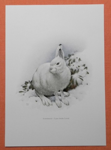 Schneehase lepus timidus - schneehase,