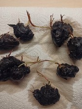  2 Lotus Nymphaea Knollen