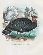 Truthahn Meleagris gallopavo