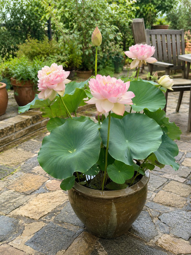 80002905 liriodendron tulps - 80002905,