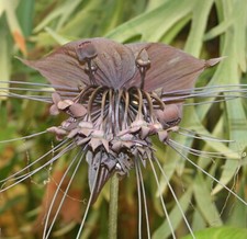 SAMEN TEUFELSBLUME Fledermausblume Duftwunder Zimmerpflanzen-Samen Samenzeit tol