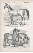Pferd, Araber, Esel, original Holzstich von ca 1865