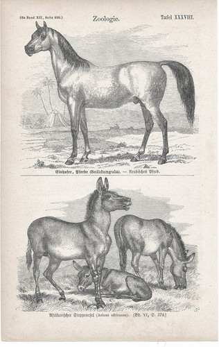 Pferd araber esel original - pferd,,
