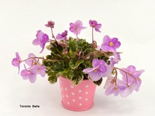 Toronto Bells African Violet