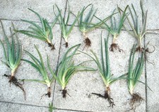 3 Pflanzen der wunderschönen Aloe Vera Barbadensis Miller ca 25cm hoch