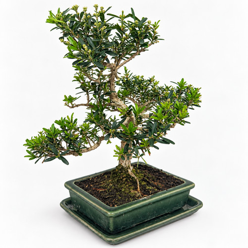 Bonsai buxus harlandii - buxus,