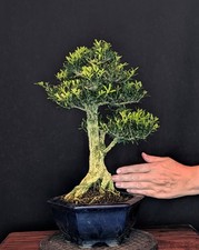 BONSAI CHINESISCHER BUCHSBAUM BUXUS HARLANDII KORKRINDE INDOOR
