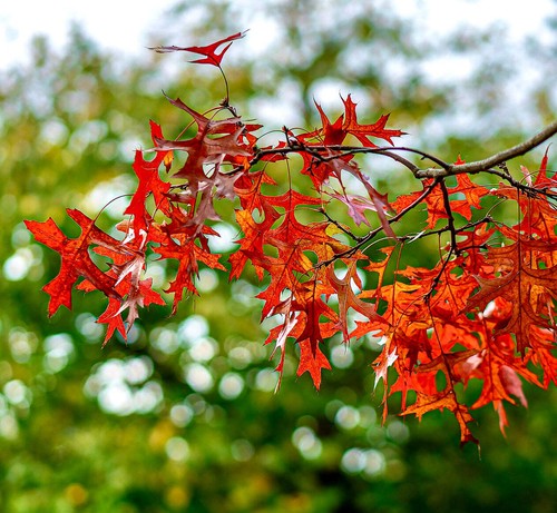 Quercus rubra 70cm - quercus,