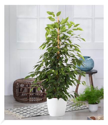 Ficus benjamini exotica ca - "exotica",