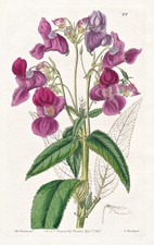 Impatiens glanduligera india - glanduligera,