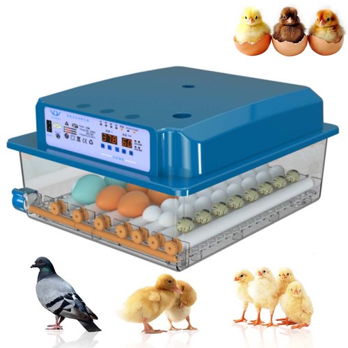 Eier inkubator brutkasten - eier,