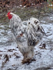 Brahma Eier, 10 Stück, Keine