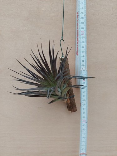 Tillandsia stricta