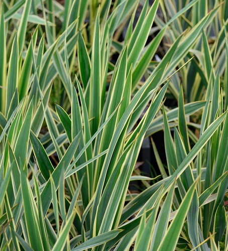 Palmlilie bright edge yucca - bright,