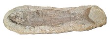 unb. großer Fisch, 40 cm 