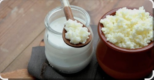 Milchkefir kefirknollen - milchkefir,,