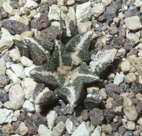 Ariocarpus kotschoubeyanus - , v