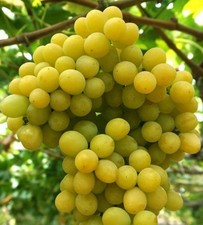 'Ratatuj' - kernlose