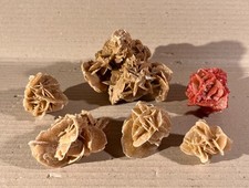 Lot 6 Stück Sandrose Wüstenrose Sahara