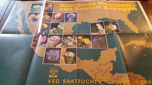 Plakat blühende kakteen - -,