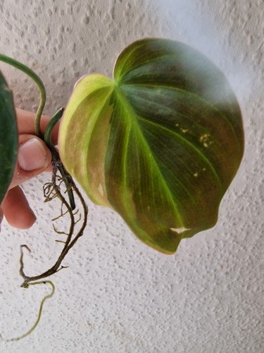 Philodendron micans variegated - philodendron,