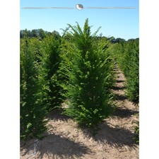 Gemeine Eibe Taxus baccata 100-120 cm. Angebot: 7 Heckenpflanzen. Eibenhecke
