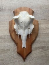 SCHÄDEL DAMHIRSCH Schild