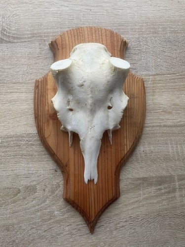 Schädel damhirsch schild - damhirsch,