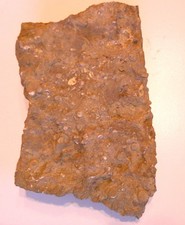 Seltene Seelilie Holocrinus  Stielglieder Matrix unpräpariert  Trias Mu (Y555)?